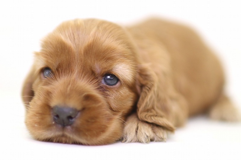 イングリッシュコッカースパニエルの子犬写真(クリックで拡大)