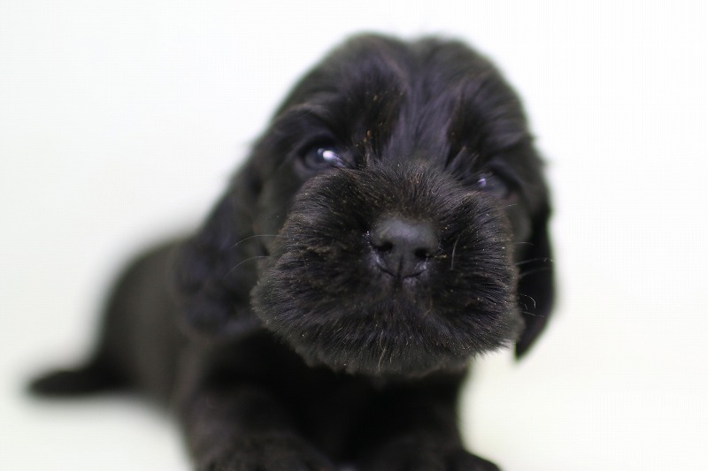 イングリッシュコッカースパニエルの子犬写真(クリックで拡大)