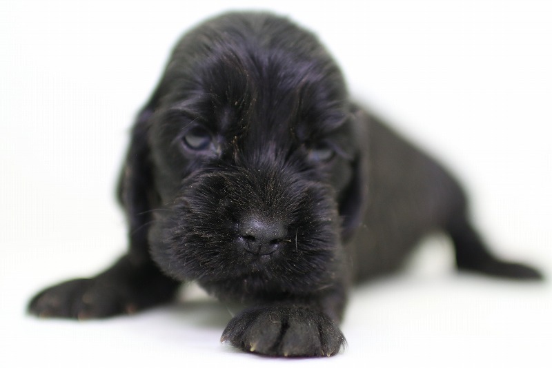 イングリッシュコッカースパニエルの子犬写真(クリックで拡大)