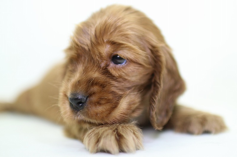 イングリッシュコッカースパニエルの子犬写真