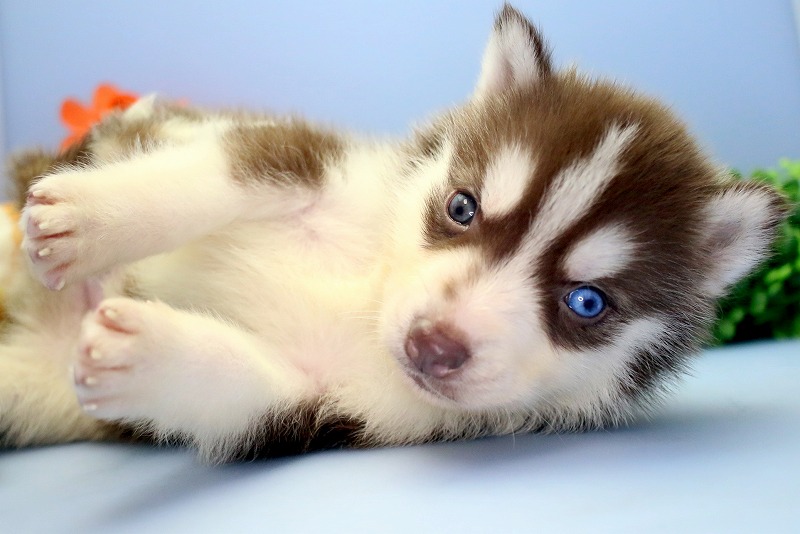 シベリアン ハスキー 子犬