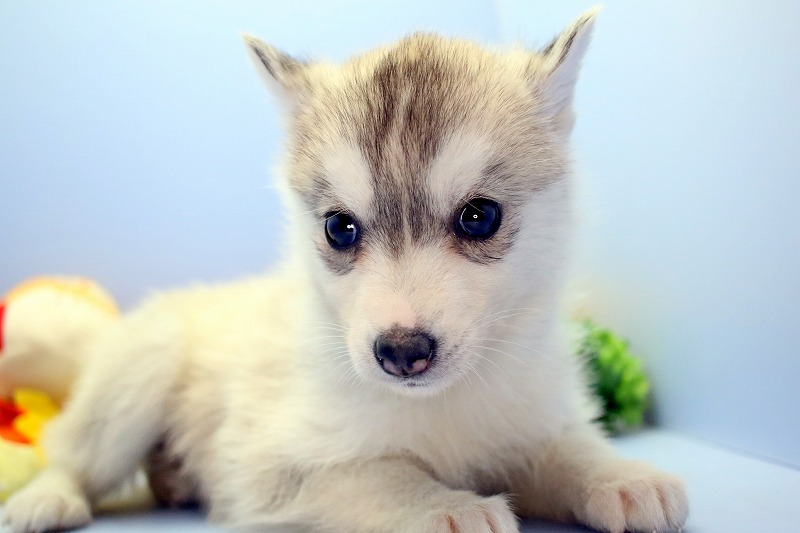 シベリアンハスキー ブリーダーの子犬ならディーポケット