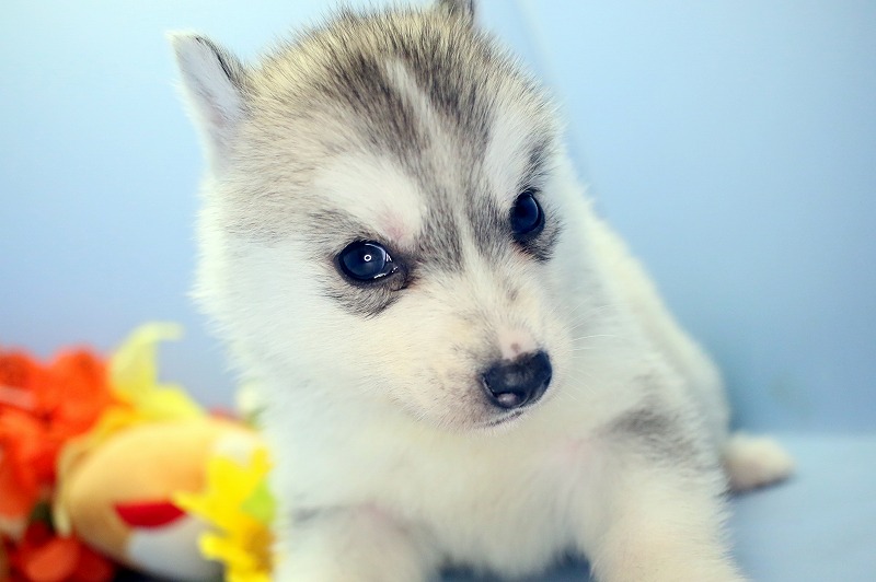 シベリアンハスキー ブリーダーの子犬ならディーポケット