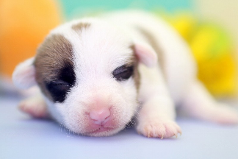 ジャックラッセルテリアの子犬写真(クリックで拡大)