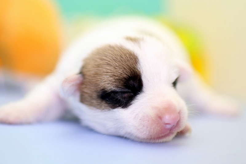 ジャックラッセルテリアの子犬写真(移動)