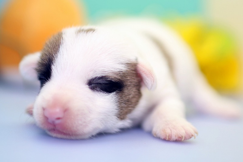 ジャックラッセルテリアの子犬写真(クリックで拡大)