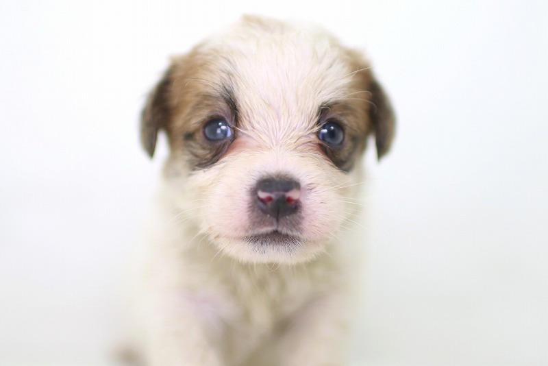 ジャックラッセルテリアの子犬写真(クリックで拡大)