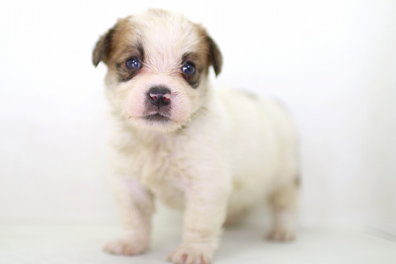 ジャックラッセルテリアの子犬写真(クリックで拡大)