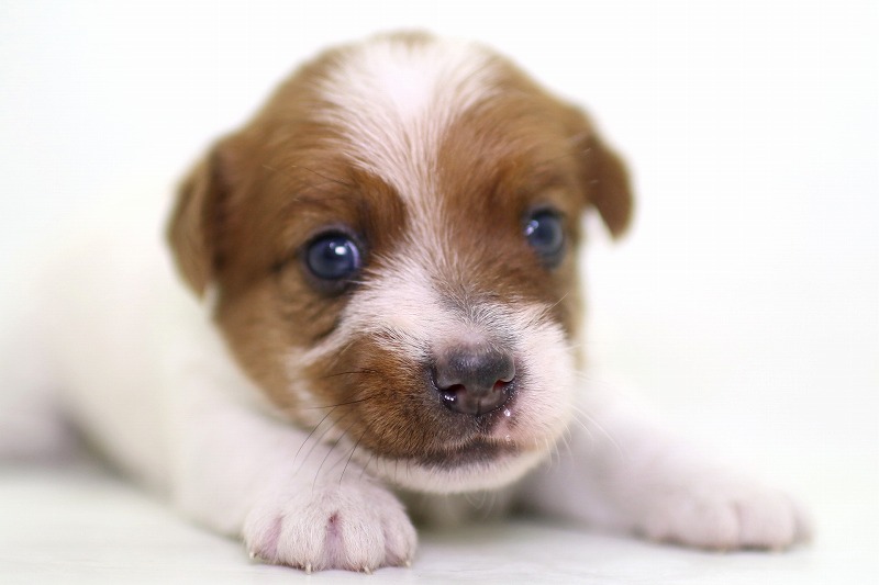 ジャックラッセルテリアの子犬写真(クリックで拡大)