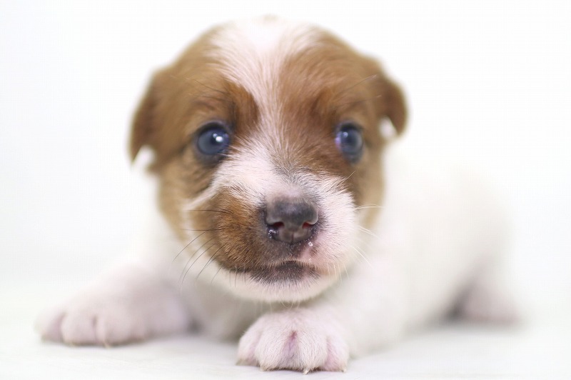 ジャックラッセルテリアの子犬写真(クリックで拡大)