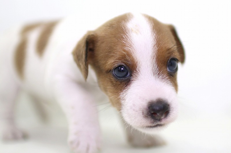 ジャックラッセルテリアの子犬写真(クリックで拡大)