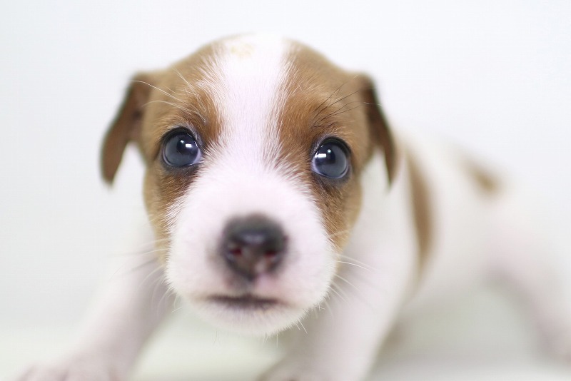 ジャックラッセルテリアの子犬写真(クリックで拡大)
