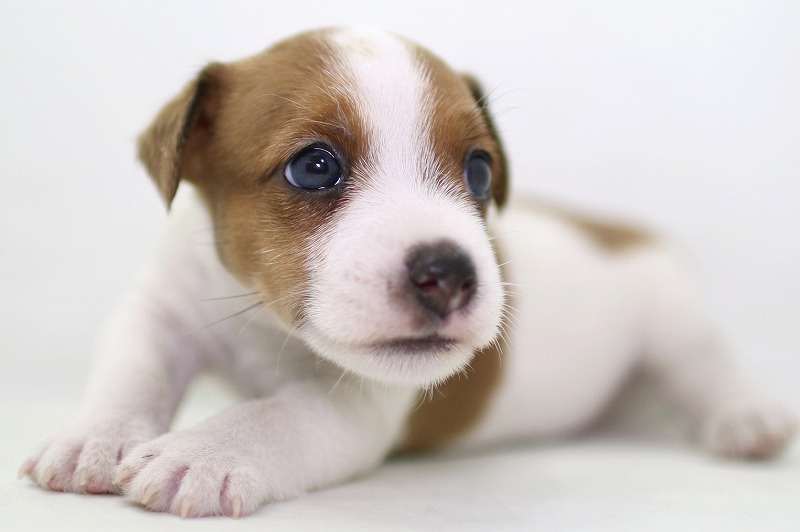 ジャックラッセルテリアの子犬写真(クリックで拡大)