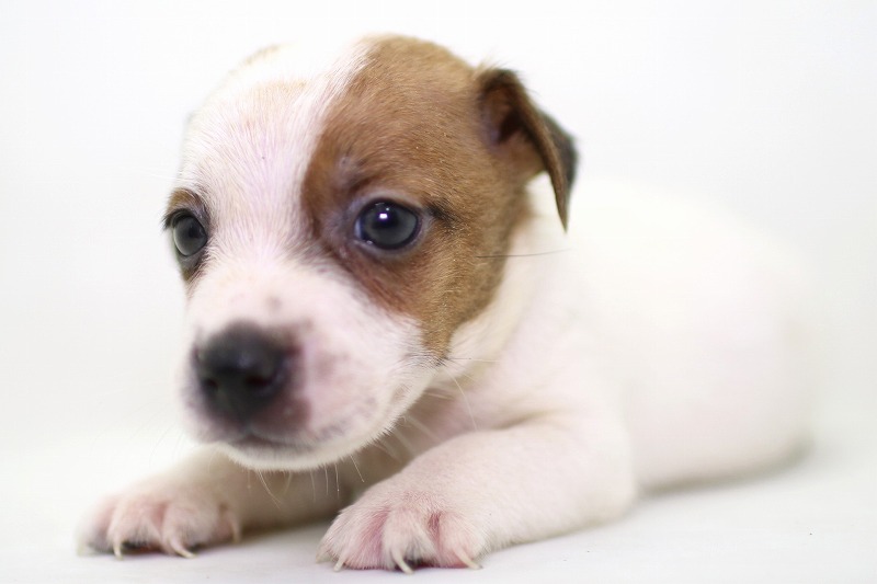 ジャックラッセルテリアの子犬写真(クリックで拡大)