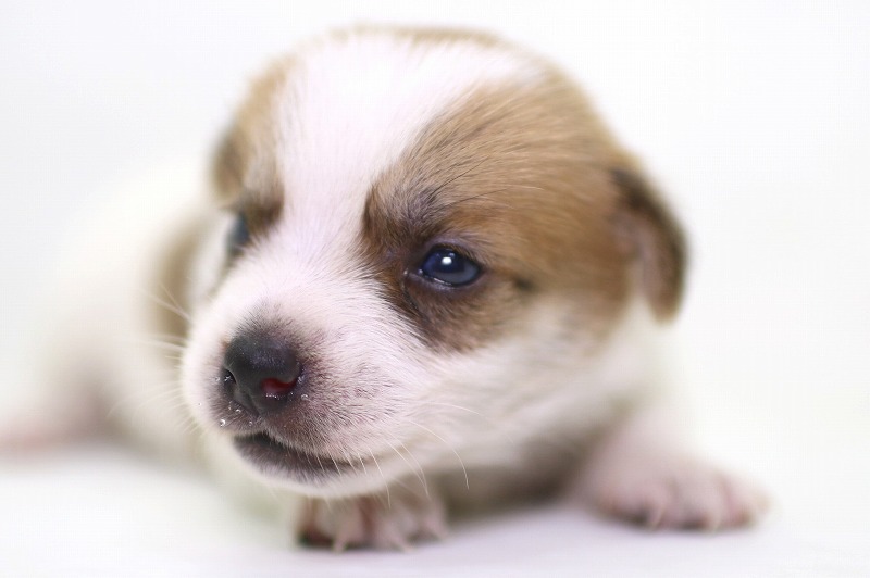 ジャックラッセルテリアの子犬写真(クリックで拡大)