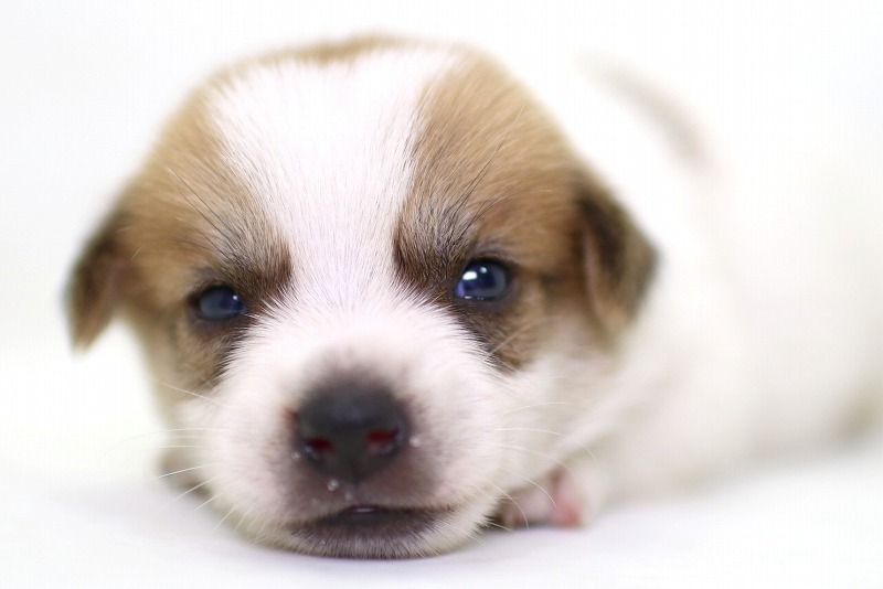 ジャックラッセルテリアの子犬写真(クリックで拡大)