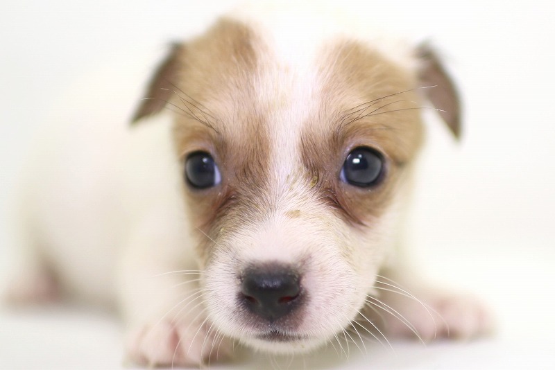 ジャックラッセルテリアの子犬写真(クリックで拡大)