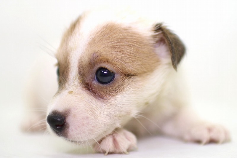 ジャックラッセルテリアの子犬写真(クリックで拡大)