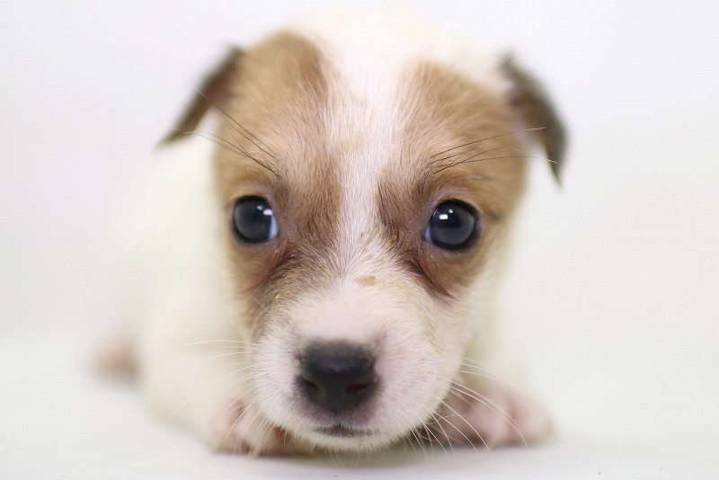 ジャックラッセルテリアの子犬写真(クリックで拡大)