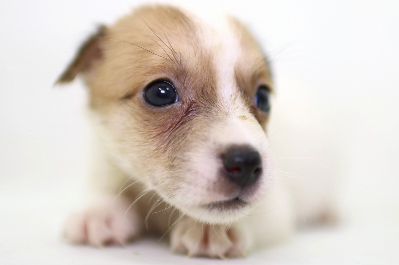 ジャックラッセルテリアの子犬写真(クリックで拡大)