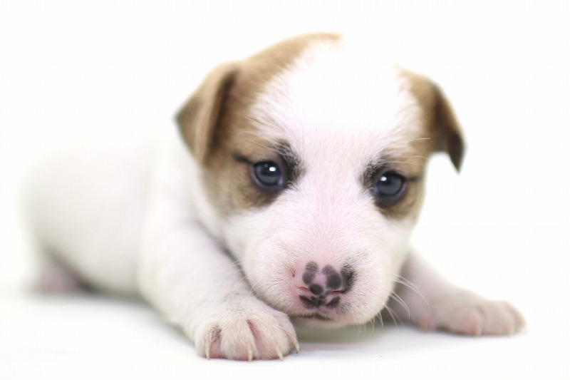 ジャックラッセルテリアの子犬写真
