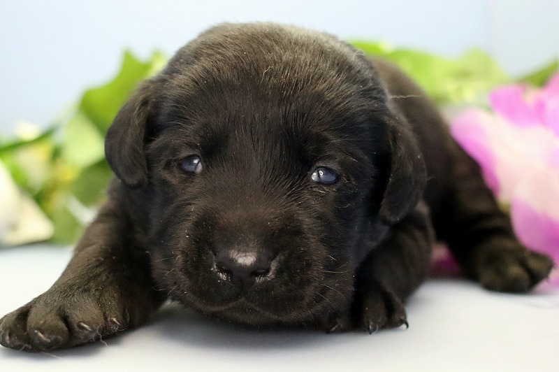 ラブラドールレトリーバーの子犬写真