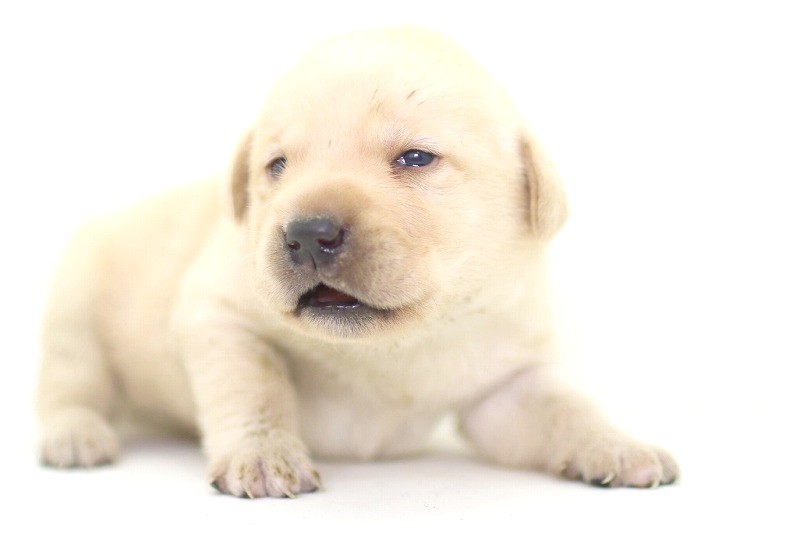 ラブラドールレトリーバーの子犬写真