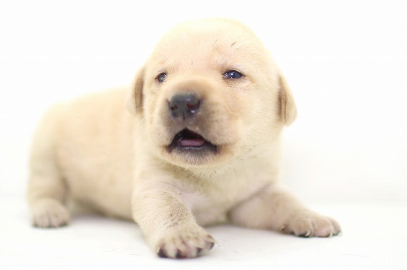 ラブラドールレトリーバーの子犬写真