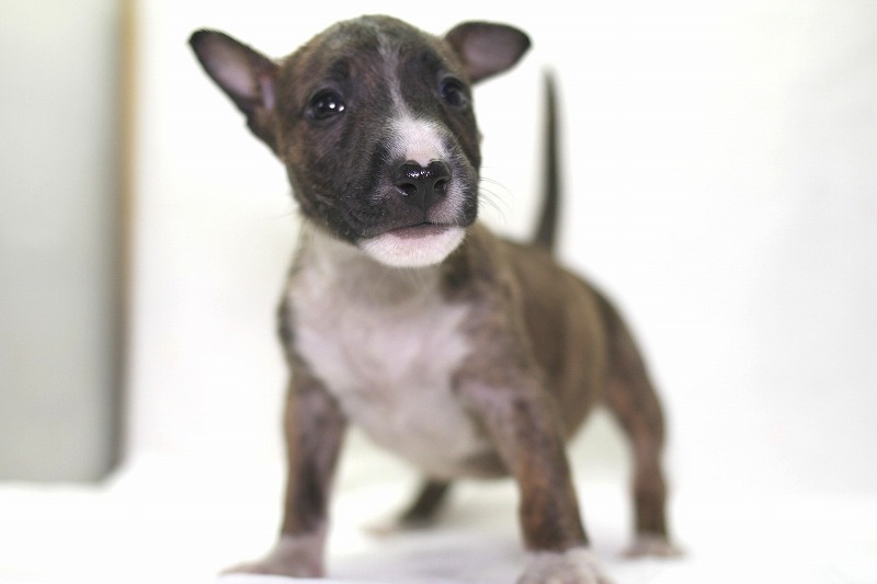 ミニチュアブルテリアの子犬写真