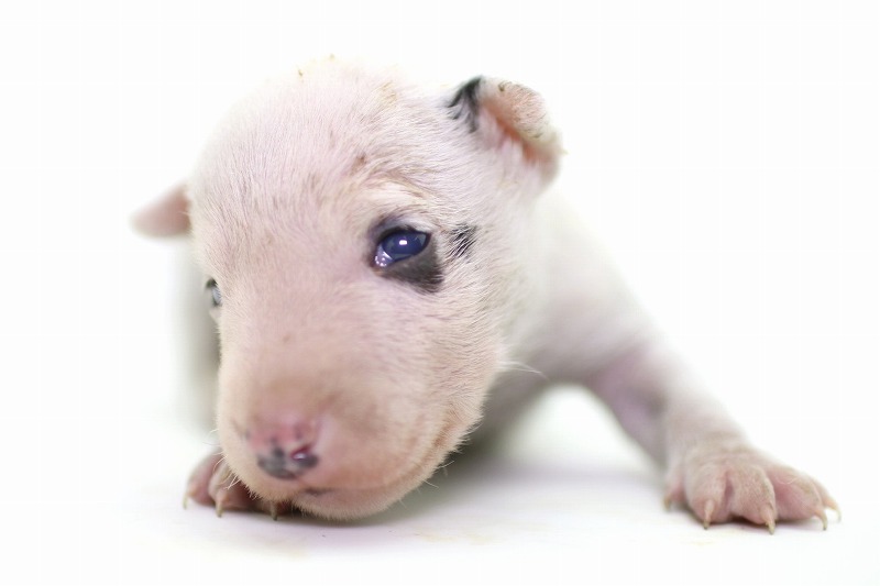 ミニチュアブルテリアの子犬写真