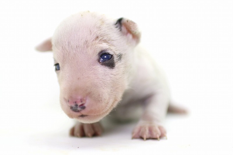 ミニチュアブルテリアの子犬写真