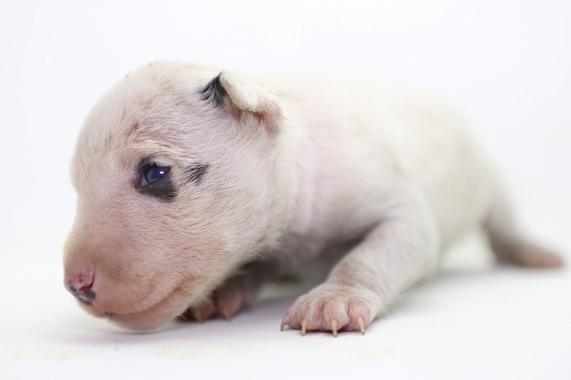 ミニチュアブルテリアの子犬写真