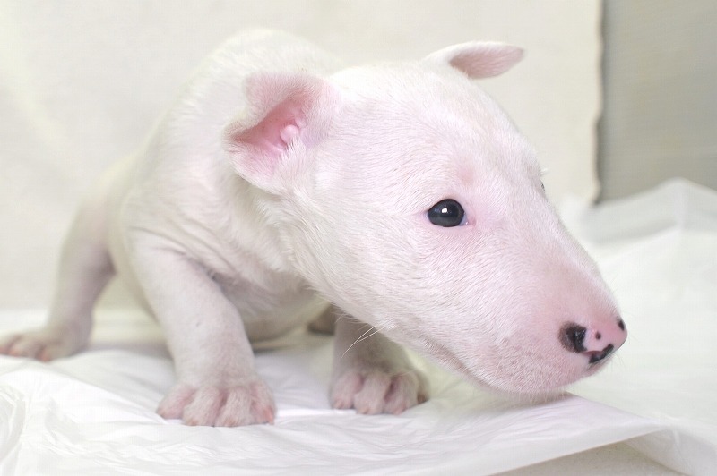 ミニチュアブルテリアの子犬写真