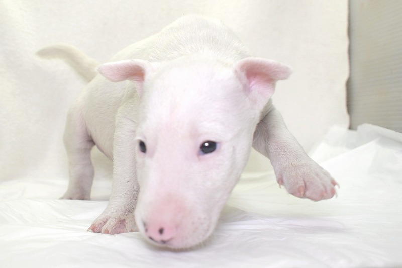ミニチュアブルテリアの子犬写真