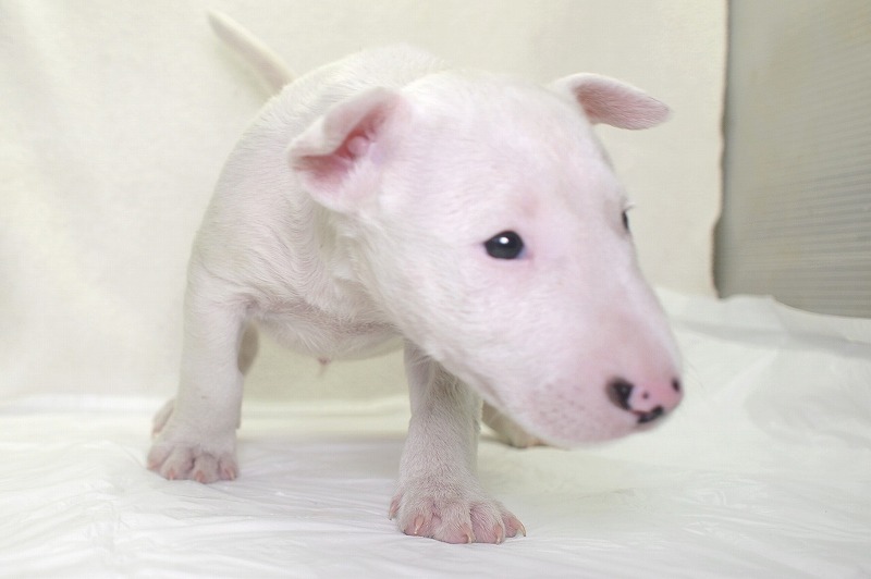ミニチュアブルテリアの子犬写真