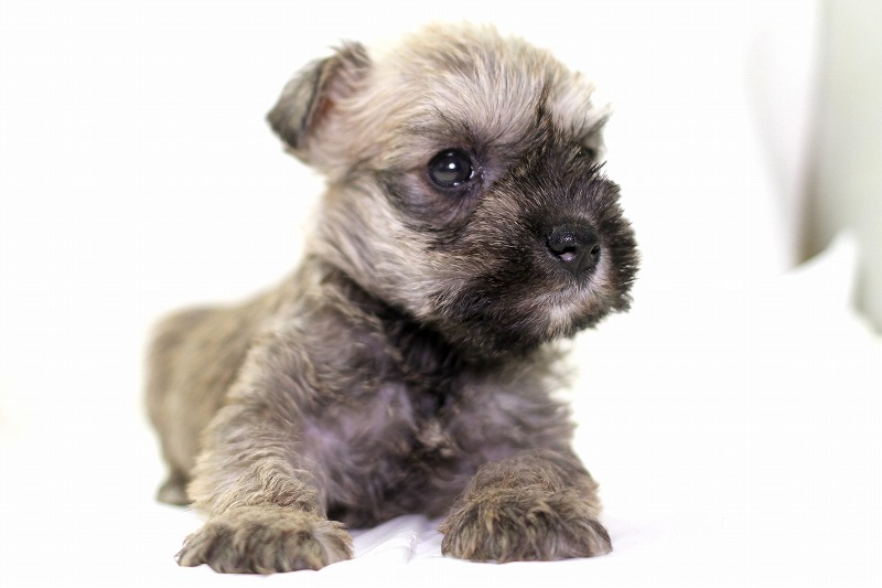ミニチュアシュナウザーの子犬写真(移動)