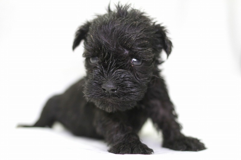ミニチュアシュナウザーの子犬写真(クリックで拡大)