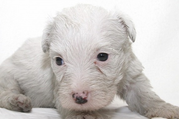 シーリハムテリアの子犬写真