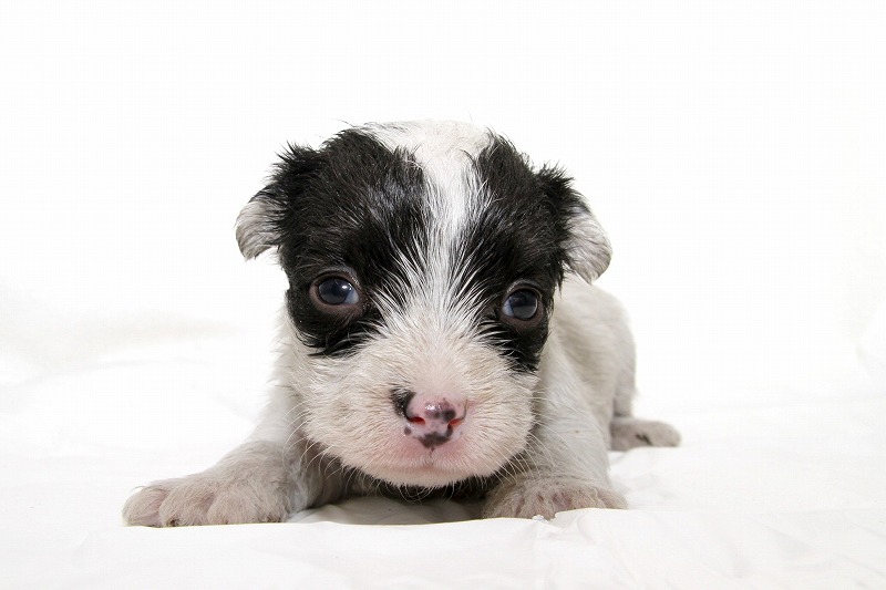 シーリハムテリアの子犬写真