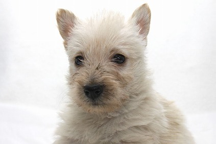スコッチテリアの子犬写真