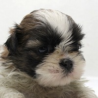 シーズーの子犬写真