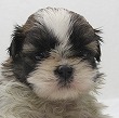 シーズーの子犬写真