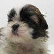シーズーの子犬写真