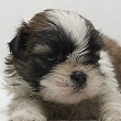 シーズーの子犬写真