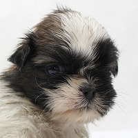 シーズーの子犬写真