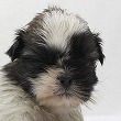 シーズーの子犬写真