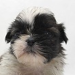シーズーの子犬写真
