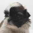 シーズーの子犬写真